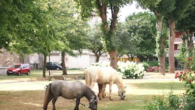 Two funny ponies munching grass in a private garden