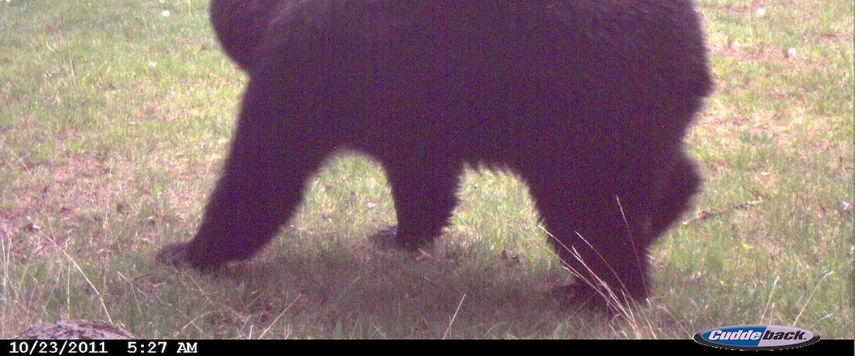 A large black bear caught on my game camera new my cabin in Glidden, WI