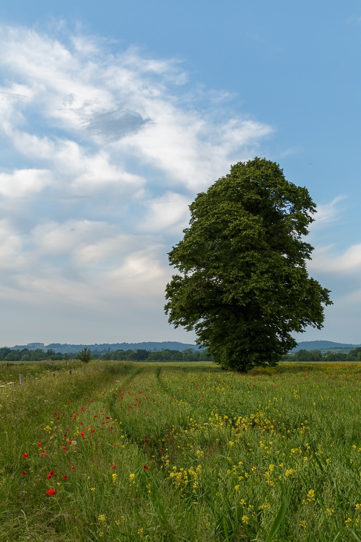 Foto av Chris Holder