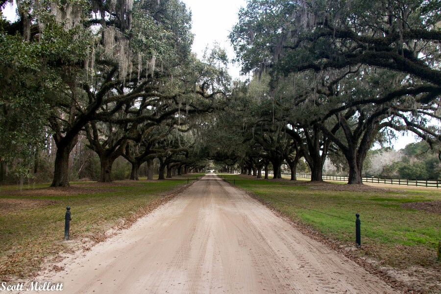 Iconic Avenue of Oaks at Boone Hall Plantation in Charleston.