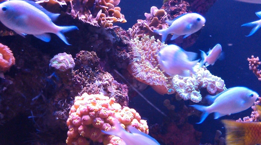 帕拉馬水族館, 帕爾瑪, 巴利阿里群島, 西班牙