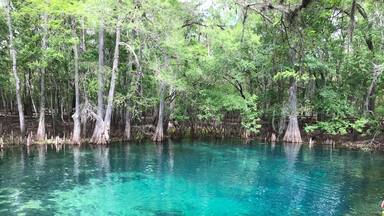 This bright blue springs is a great place to kayak out to see manatee, alligators, vultures that migrate here in mass and plenty of other wildlife.  Also fun for scuba and swimming!