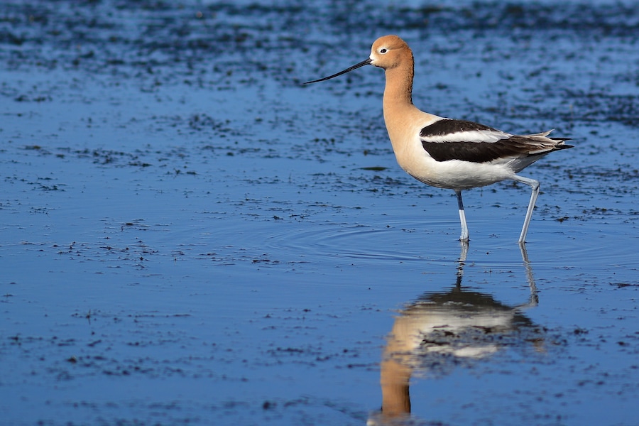American Avocet, Lakefront, Mandeville, La.