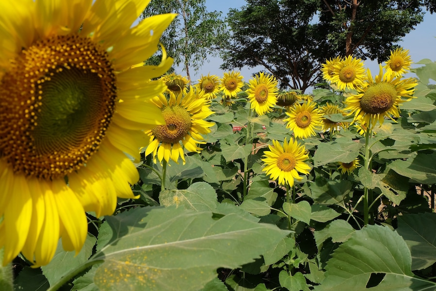 The Jim Thompson Farm has since evolved into one of Isan’s most popular agrotourism and ecotourism attractions. It is open to visitors only once a year during the peak of the cool season
