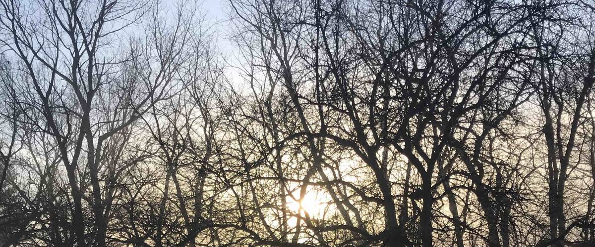 Front yard view through the trees.