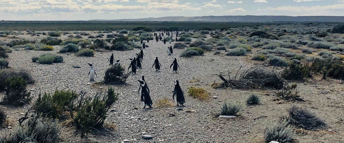 #argentina #penguins