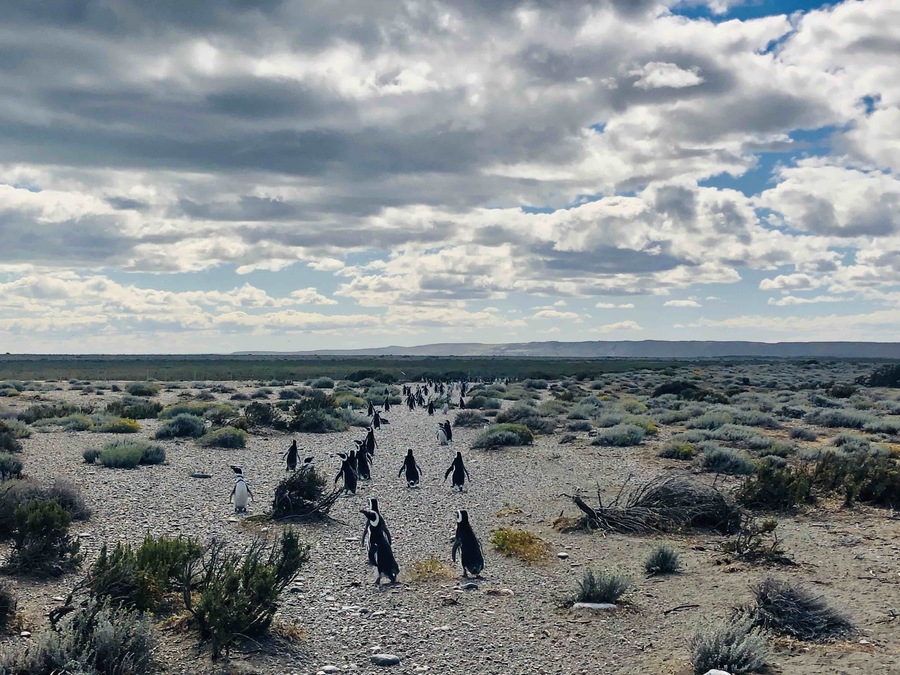 #argentina #penguins