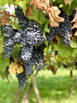 Wine