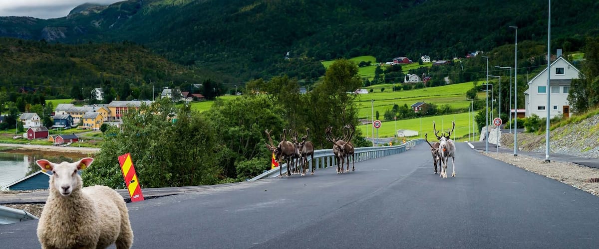 One fearless sheep and some shy reindeer on the road in northern Norway
#OnTheRoad