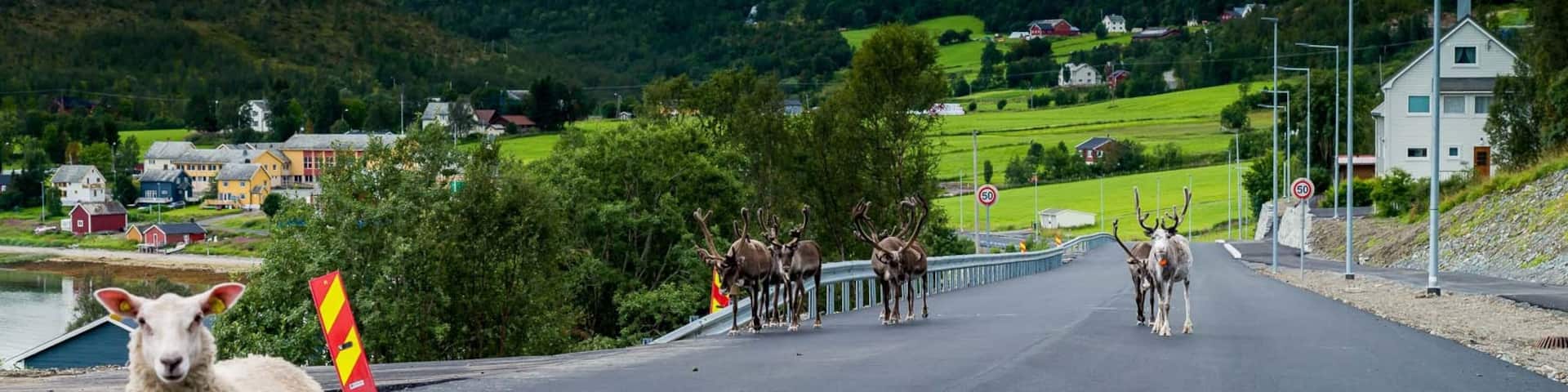 One fearless sheep and some shy reindeer on the road in northern Norway
#OnTheRoad
