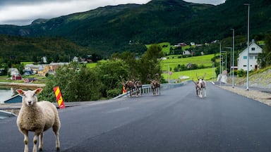 One fearless sheep and some shy reindeer on the road in northern Norway

#OnTheRoad