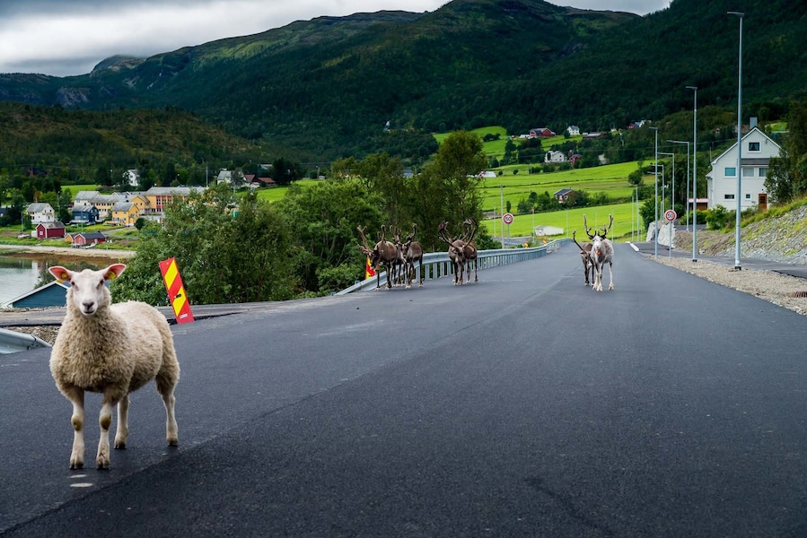 One fearless sheep and some shy reindeer on the road in northern Norway
#OnTheRoad