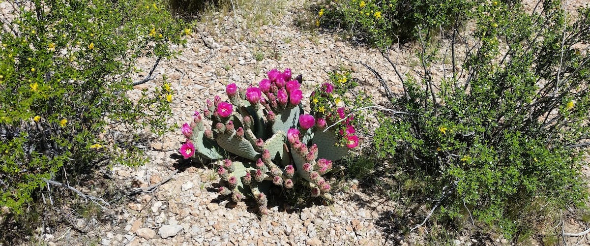 Beavertail Cactus in bloom. Taken while mountain biking