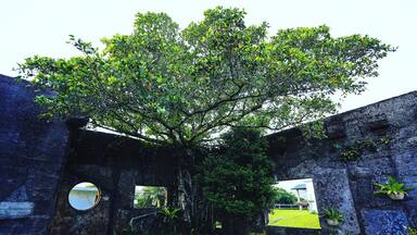 #taitung #lanyu #orchidisland #lanyuisland #Taiwan #asia #iseetaiwan #amazing #exploretaiwan #adventure #explore #nature #travel #history #jungle #architecture #historyarchitecture #rugged #planks #tree