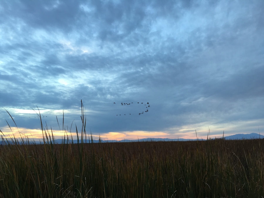 Birding