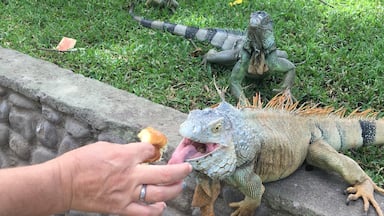 Feeding pineapple to an iguana