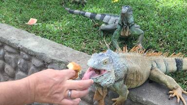 Feeding pineapple to an iguana