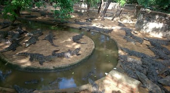 Have seen all the species of crocodiles in the world. 