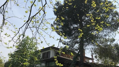 Spring