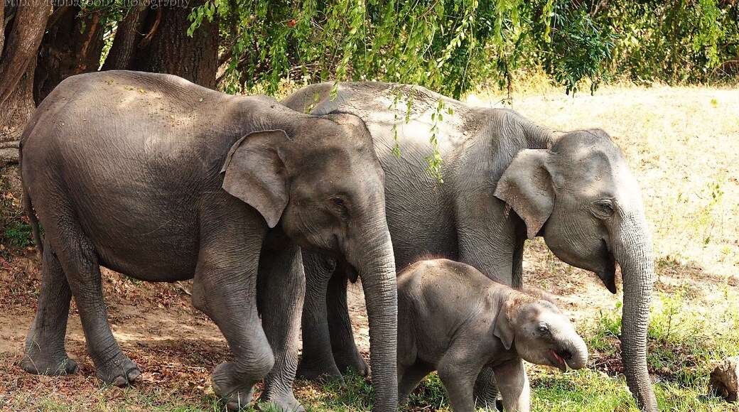 Foto por Minul Tennakoon