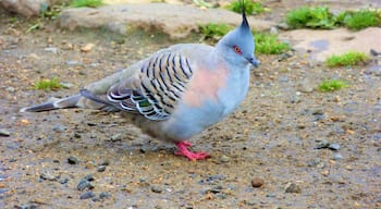 Crested Pigeon
#wildlife