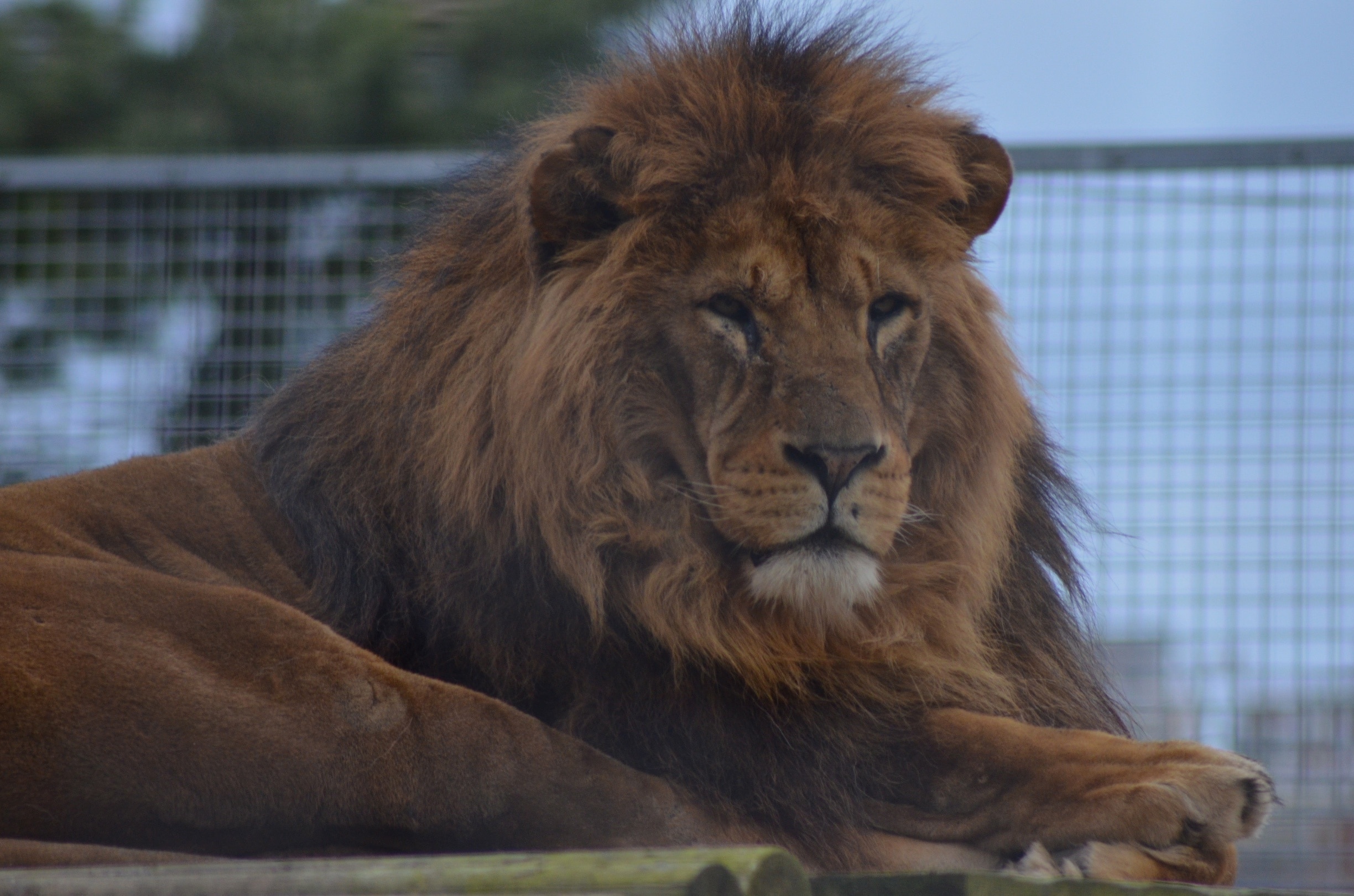 Taken at Newquay Zoo in Cornwall, UK.
#Cornwall #Newquay #Zoo #NewquayZoo #Animal #Wild #BigCat #Lion
