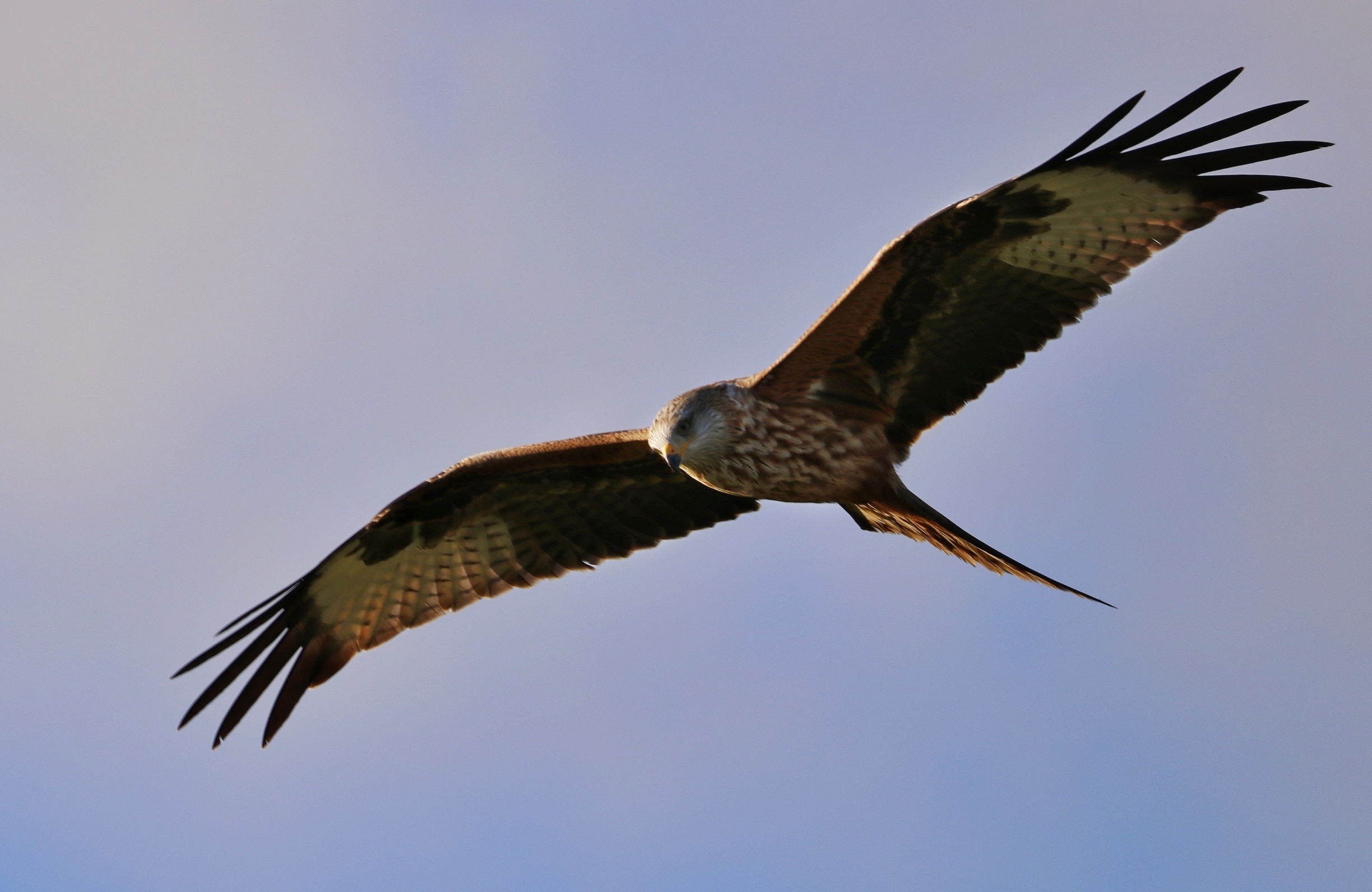 Red kite on the red kite trail at bellymack farm