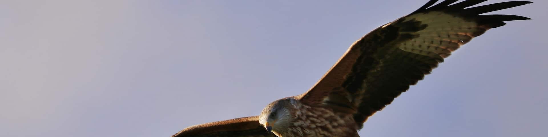 Red kite on the red kite trail at bellymack farm