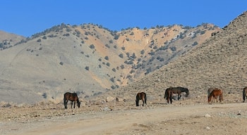 #TroveOn The elusive Mustangs have been Grazing at Rattlesnake Mountain. #roadtrip