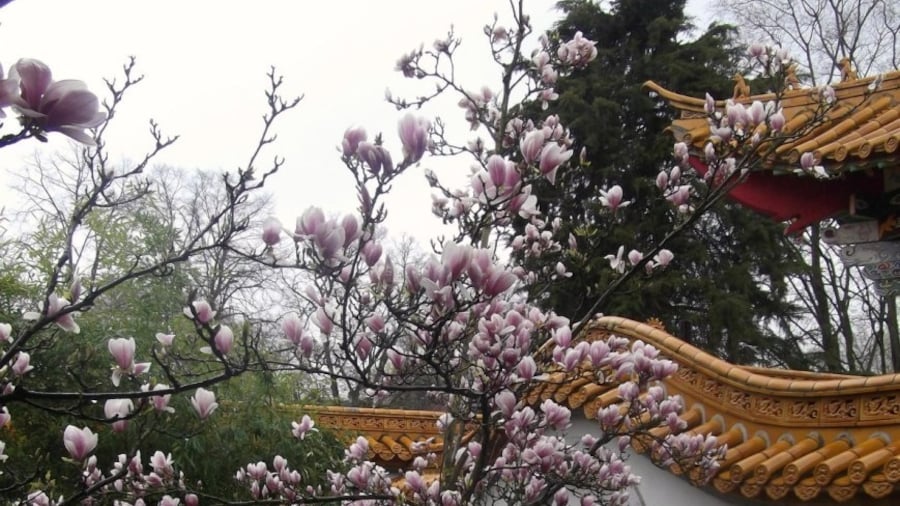 Jardín chino
