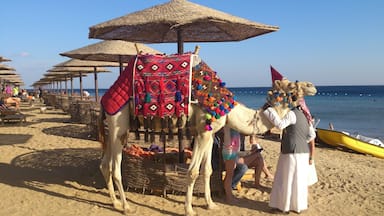 Camel riding near the Red Sea #LifeAtExpedia