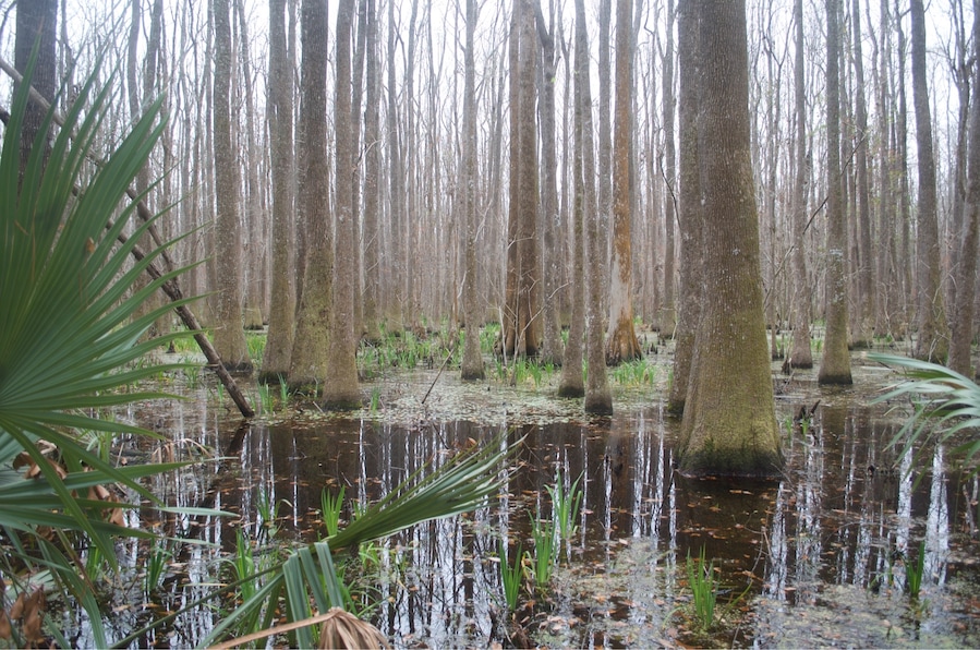 Swamp