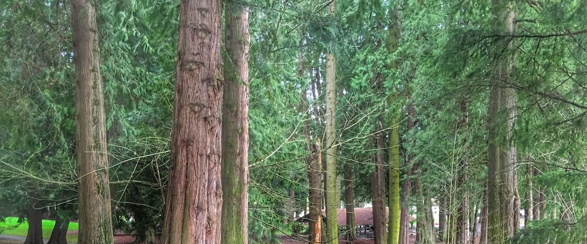 Nice little park in the middle of Vancouver, WA. The switchbacks up the hill, surrounded by tall trees will make you feel like you're a lot further from town. It was a nice, quiet place to stretch my dogs legs for a bit and eat my lunch from nearby Panera Bread.