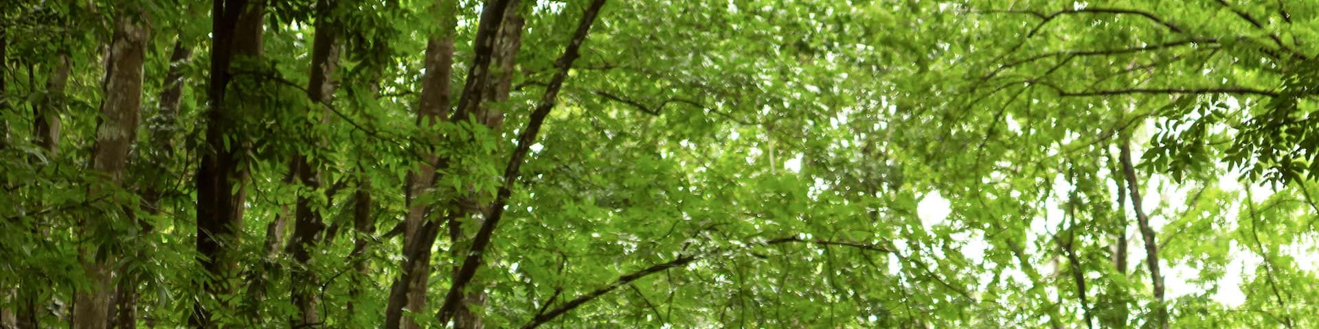 Humbled and in awe of the towering mahogany trees in Bohol's Manmade Forest in the town of Bilar.