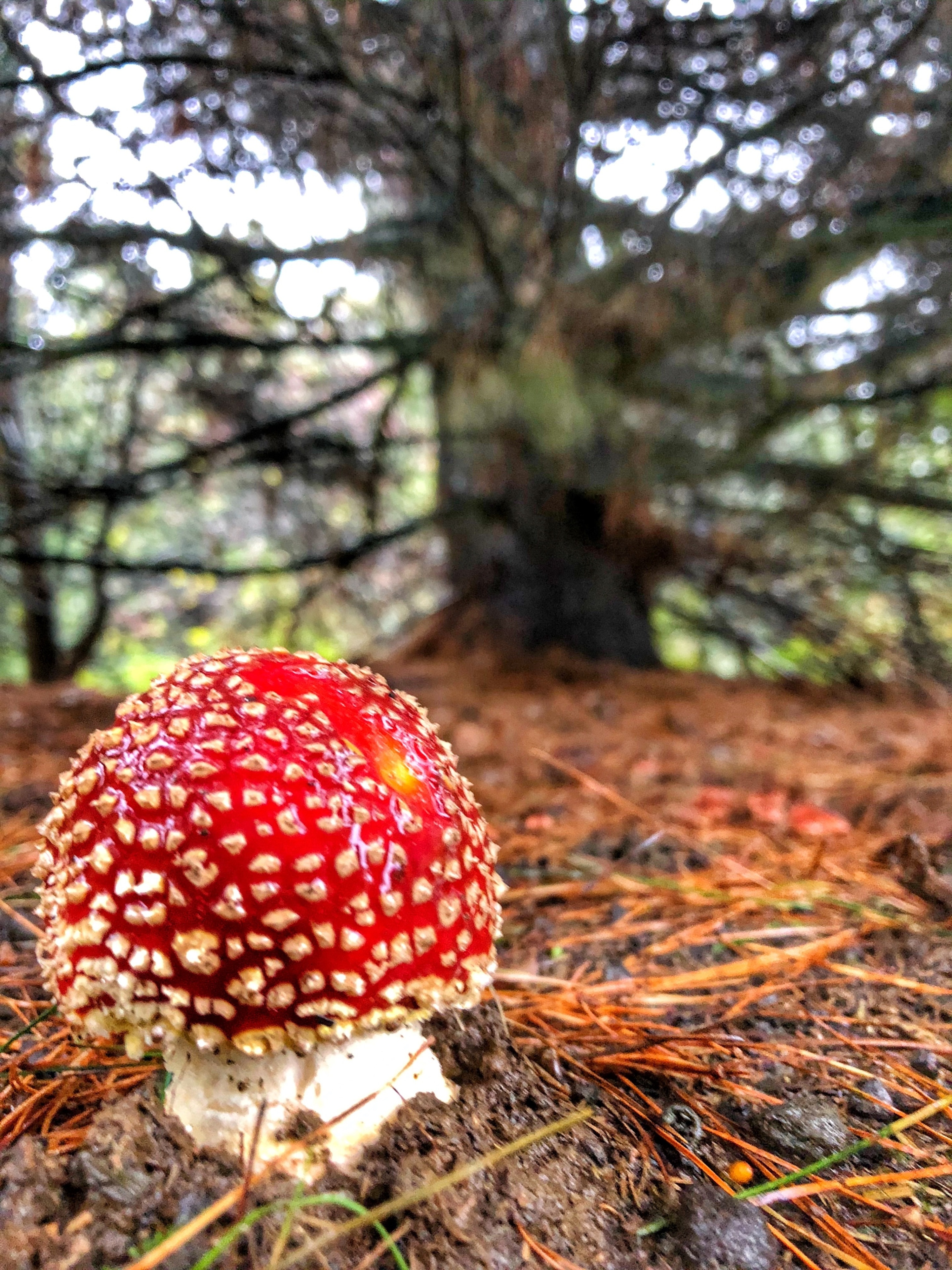 Photo by Neil Ellwood