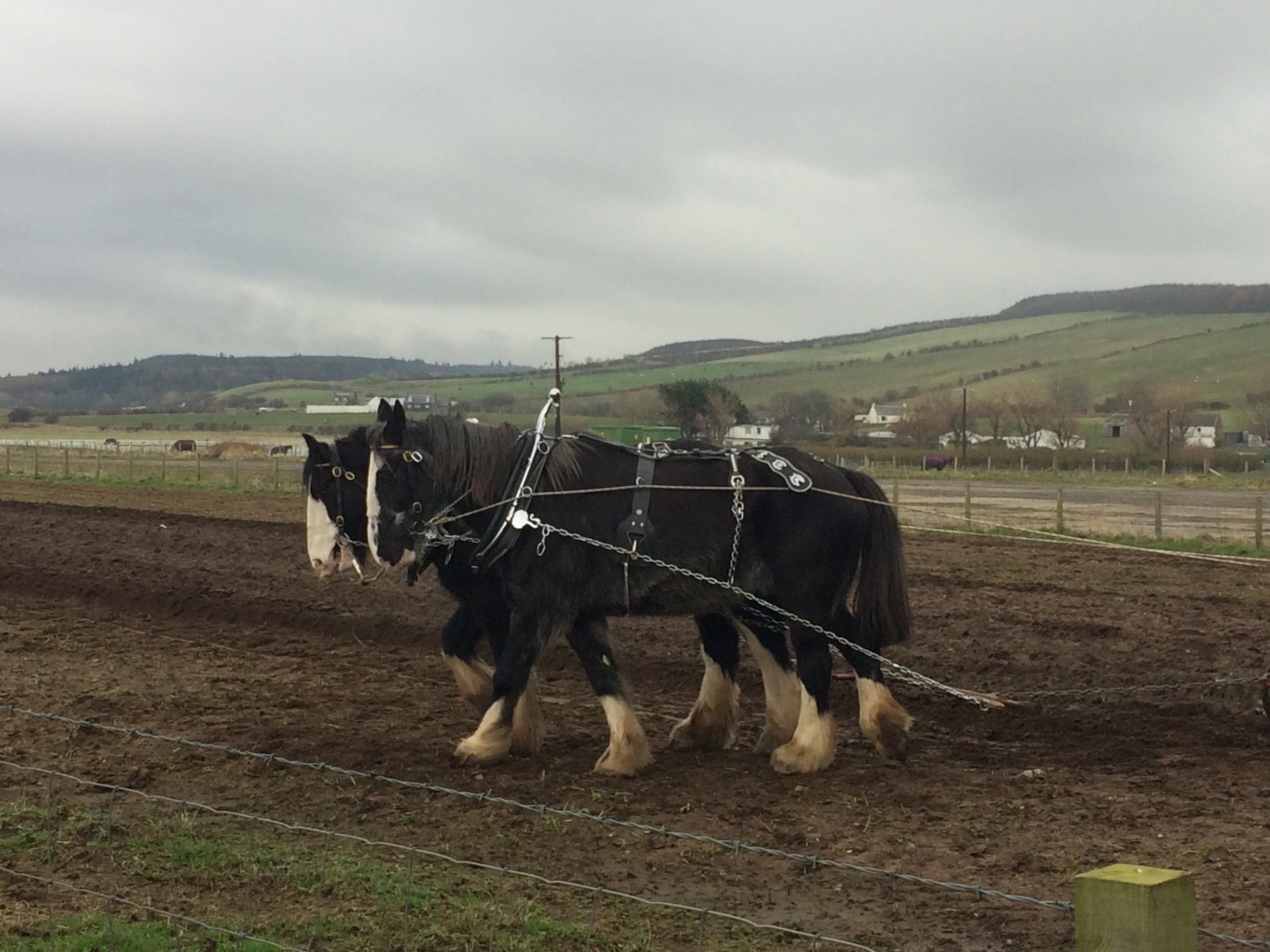 Clydesdale horses ploughing the old fashioned way