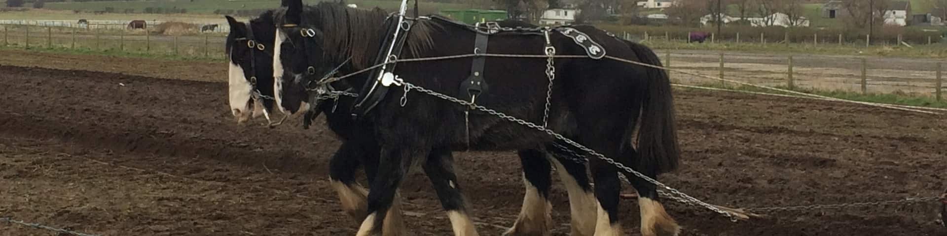 Clydesdale horses ploughing the old fashioned way