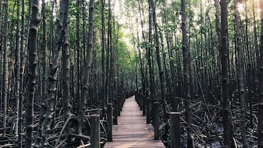 Mangrove for mankind #LifeatExpedia