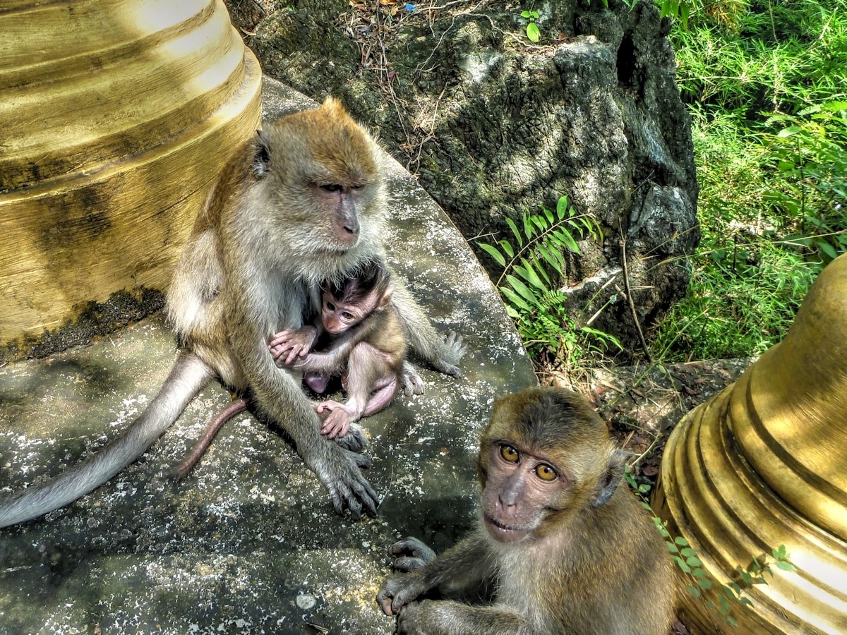 A short scooter ride from our hotel in Ao Nang found us at Tiger Cave Temple. 

These monkeys make their home among the 1200 steps to the top of the temple.

Beautiful climb up with a beautiful view from the top. Bring LOTS of water!

#travel #adventure #monkey #beautiful #nature #wildlife #photography