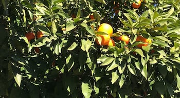 Plenty of oranges in Seville