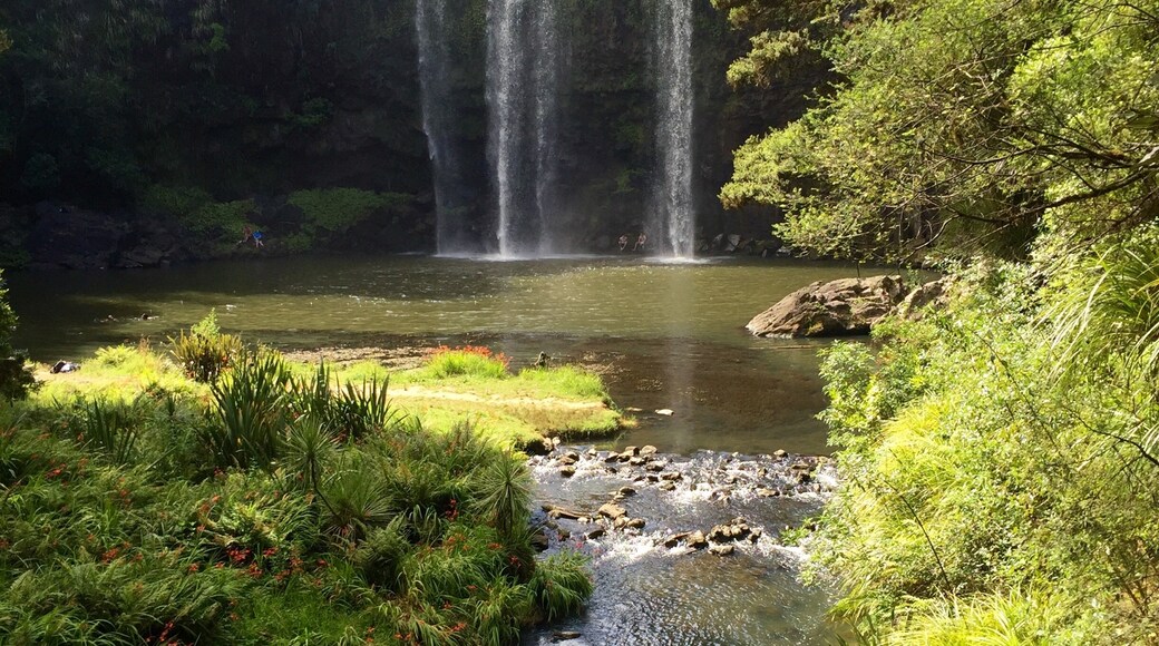 Whangarei Falls, Glenbervie, Northland, New Zealand