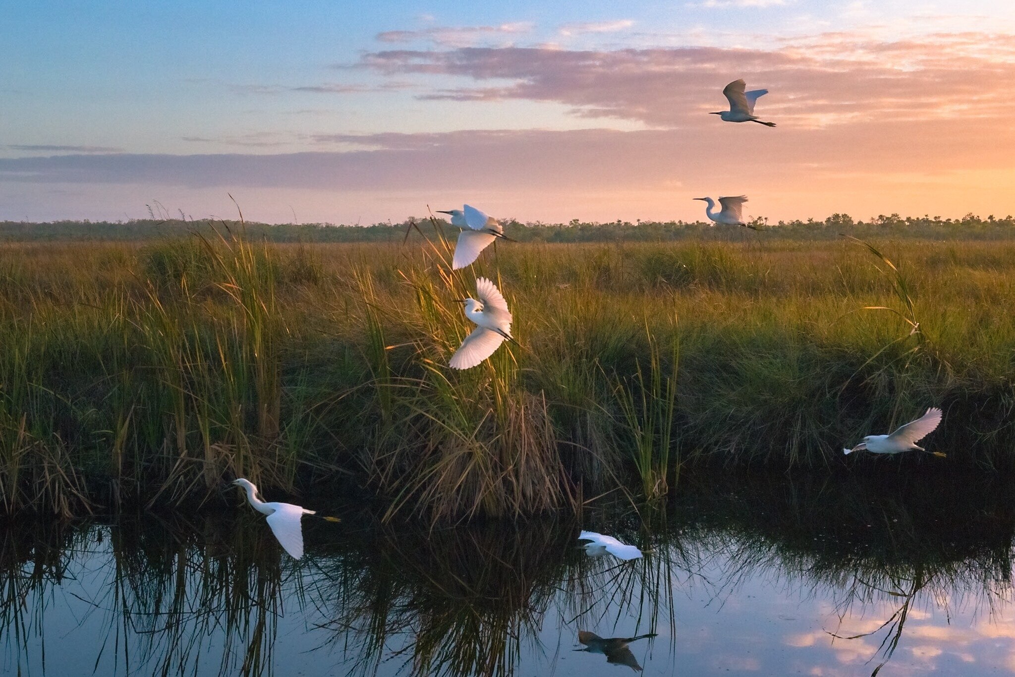A flock of birds fly through one of the canals during sunrise in the Fakahatchee Strand. #nature #canon #birds #sunrise