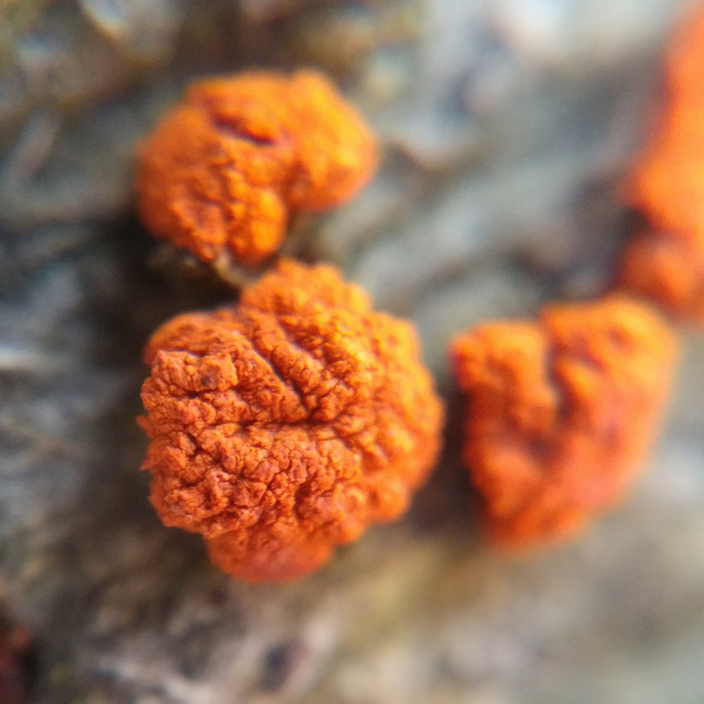 A 24x zoomed in shot on a fallen beech tree showing a symptom of beech bark disease; these orange spore carrying perithecia of the fungus Neonectria faginata.

#FindingtheUniverse