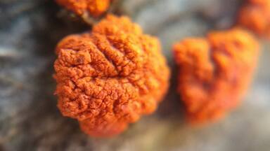 A 24x zoomed in shot on a fallen beech tree showing a symptom of beech bark disease; these orange spore carrying perithecia of the fungus Neonectria faginata.
#FindingtheUniverse