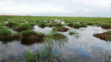 It is great to just go there, feel the connection to the saved birds that are really cared for, and get a taste of the Hungarian Puszta.