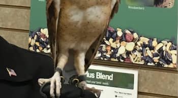 A barn owl! Local Wild-bird Rescue attending Grand Opening of a bird feed store. 