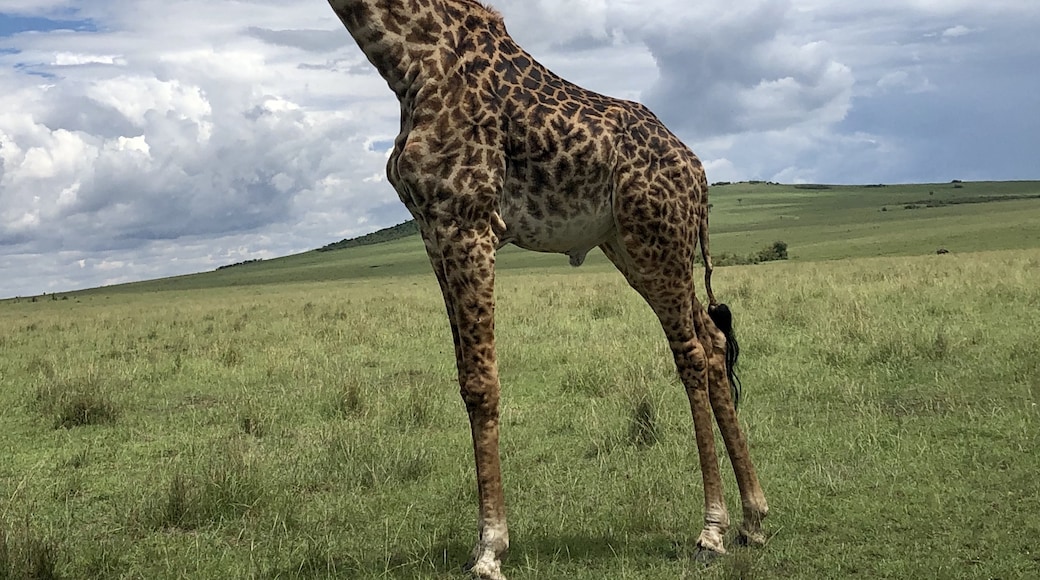 Maasai Mara, Narok County, Kenya