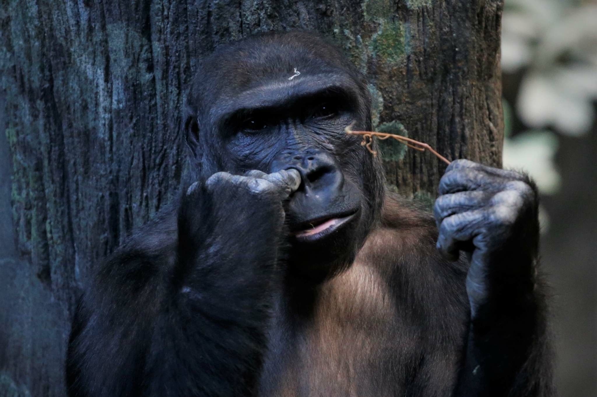 Monkey SeeMonkey Do. Marketing Lessons from the Zoo - Farris