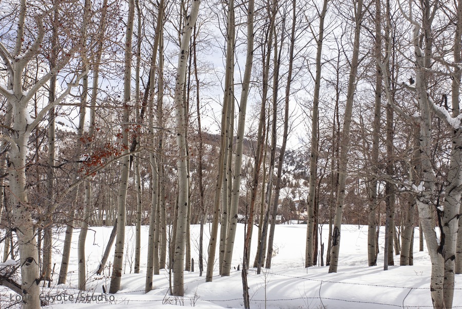 It's amazing how color brings life to a scene. I was drawn to this shot by the pop of red the leaves brought. It was as if Autumn was fighting for a voice as Winter took over. The white Aspens and freshly fallen snow made for such a crisp and calming scene. Even now I'm still intrigued by how you can find color in the most unlikely of places.
#aspentrees #snowfields #snowscape #lastdaysofautumn #rurallifestyle #rurallandscape #roadsidephotography #utahtravels #ruralamerica #exploringutah #kamasutah #beavercreek #colorinwinter #winterlife #whitewinter #winterwonderland #wonderingphotographers #contrastingcolors #redleaves #photographylifestyle #roadtriplife #countyliving #thrivingchristianartists #lonecoyotestudio #nealdodson