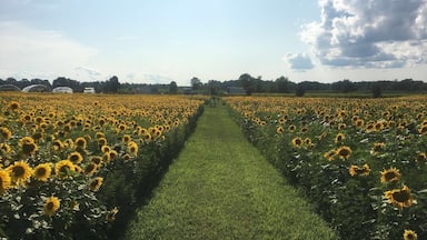 beautiful sunflower field at Wagner Farms in Rome from last year (2018). hoping they do it again this year!